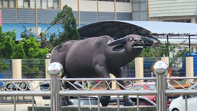 Travellers want to see the buffalo for its viral, amusing expression, providing a memorable photo opportunity and a fun, unexpected highlight in Sarawak.