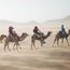 The new FOMO driving tours, activities and attractions