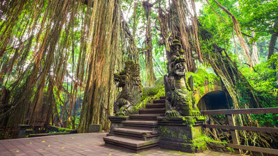 Tourists ran for their lives as a massive branch crashed to the ground at the Ubud Monkey Forest.